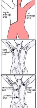 Lymph drainage flow; lymphatic duct anatomy. 