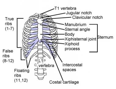 Illustration of rib cage, demonstrating ribs and c