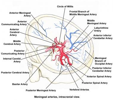 Meningeal arteries, intracranial view. 