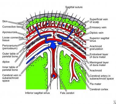 Coronal section of scalp that shows layers of the 