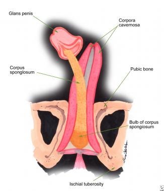 Urethral strictures. Schematic of penile anatomy. 