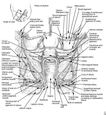 Relevant anatomy of the ureter. Notice the proximi