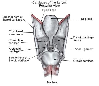 corniculate cartilage