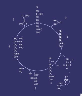 Urea cycle. Compounds that comprise the urea cycle