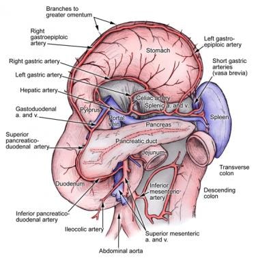 Spleen anatomy. Hilum of the spleen along with ana