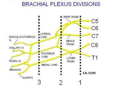 Diagram of the brachial plexus. 