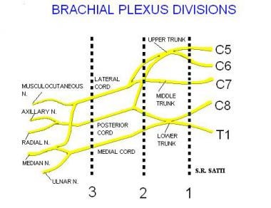 brachial plexus anatomy mri