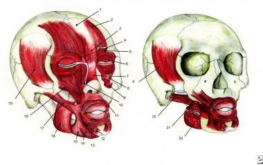 Facial muscles: 1) Galea aponeurotica, 2) Frontali