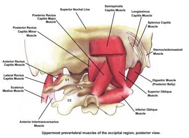 Uppermost prevertebral muscles of the occipital re