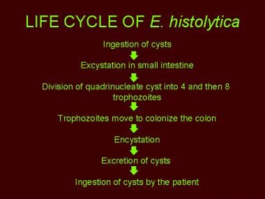 Life cycle of Entamoeba histolytica. 