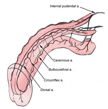 Vascular anatomy of the penis. 