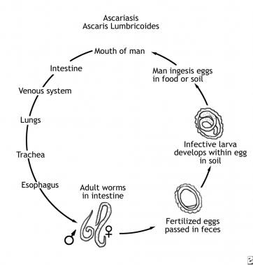 Life cycle of Ascaris lumbricoides. 