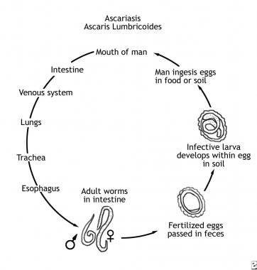 roundworms life cycle in humans