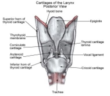 Cartilages of the larynx, posterior view. 
