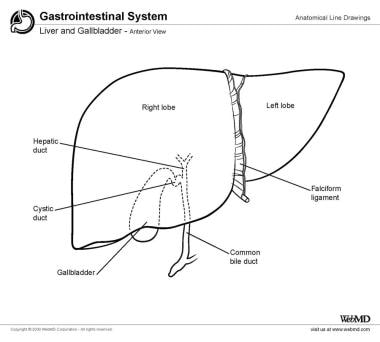 Liver and gallbladder, anterior view. 