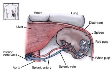 Spleen anatomy. This section shows the spleen's re