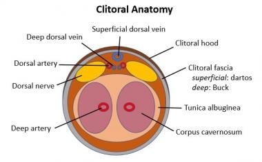 A transverse section through the clitoral body. Th