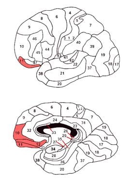 The orbitofrontal cortex. Adapted from an image fr