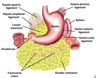 lesser omentum