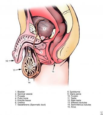 Male infertility. Normal male ductal anatomy. 