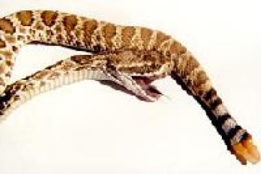 This is a juvenile Mojave rattlesnake (postmortem)