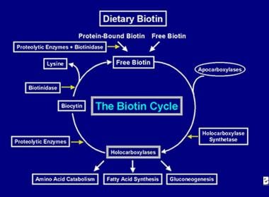 Depiction of the flow of biotin in the biotin cycl