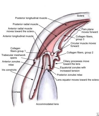 Schema of the configuration of the ciliary body in