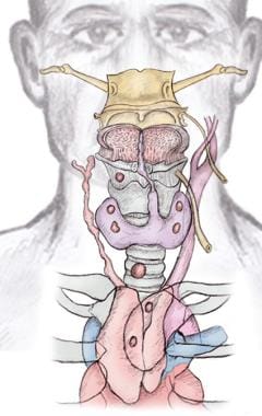 Parathyroid anatomy. 