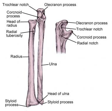 Bones of forearm: radius and ulna. Ulna is primary