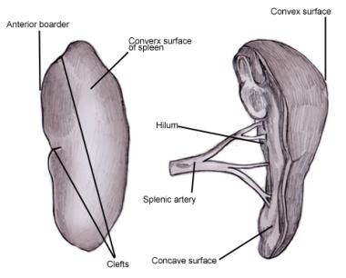 anatomy of spleen