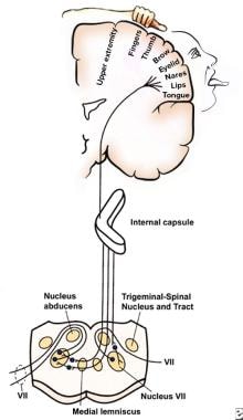 This homunculus illustrates the location on the mo