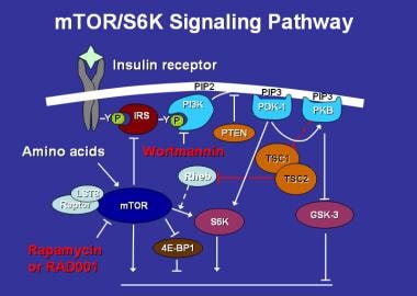 Mammalian target of rapamycin (mTOR) activates the