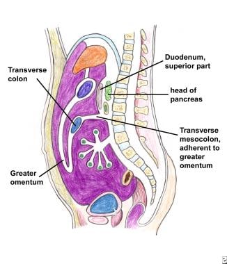 The anterior double-layered fold of the greater om