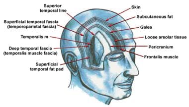 Illustration depicts the fascial planes of the for