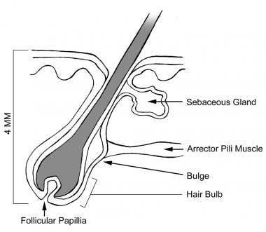 Anatomy of a hair follicle. 