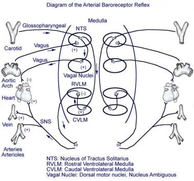 vagal reflex bradycardia