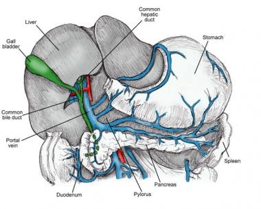 Pancreas anatomy. 