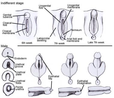 Male Urethra Anatomy: Overview, Gross Anatomy, Microscopic Anatomy