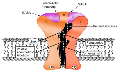 GABAA receptor complex subunits and schematic repr