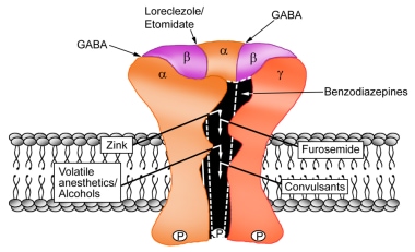 GABAA受体复合物亚基及其原理再现