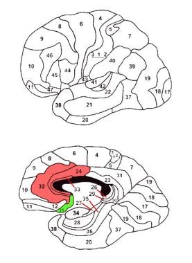 The cingulate gyrus (Cg25; in green). Adapted from