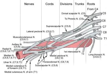 Diagram showing basic relationships of the brachia