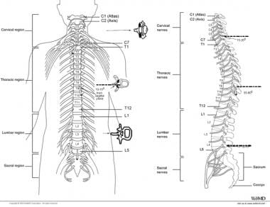 Typical placements for cervical, thoracic, and lum