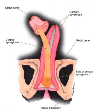 Corporal bodies of the penis.