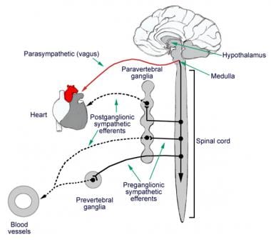 hypothalamus autonomic control by