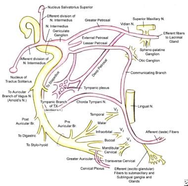 Schematic illustration shows the facial nerve and 