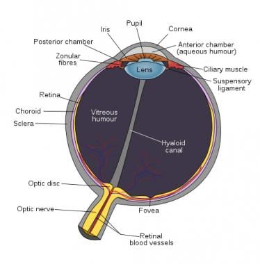 Human eye anatomy. 