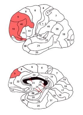 The dorsal "compartment" of the frontal lobe. Adap