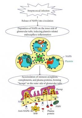 Schematic representation of proposed mechanisms in