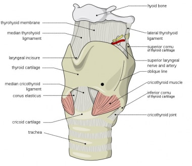 Laryngeal Nerve Anatomy: Introduction, Vagus Nerve (Cranial Nerve X),  Superior Laryngeal Nerve